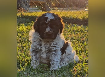 Cuccioli di Lagotto Romagnolo con pedigree export