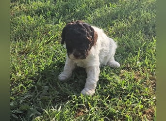Cuccioli di Lagotto Romagnolo con pedigree export