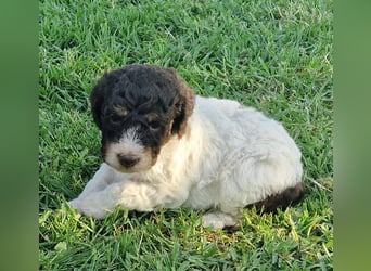 Cuccioli di Lagotto Romagnolo con pedigree export