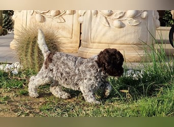 Lagotto con pedigre export rosa