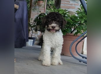 Cuccioli di Lagotto Romagnolo con pedigree export