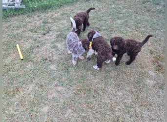 Lagotto con pedigre export