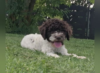 Cuccioli di Lagotto Romagnolo con pedigree export