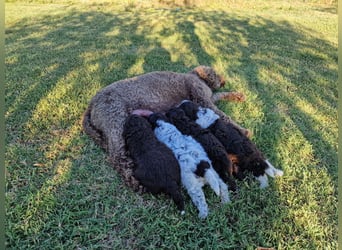Lagotto con pedigre export