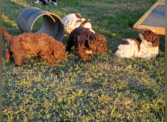 Cuccioli di Lagotto Romagnolo con pedigree export
