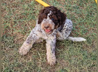 Lagotto con pedigre export