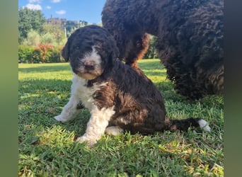 Cucciolo di Lagotto Romagnolo