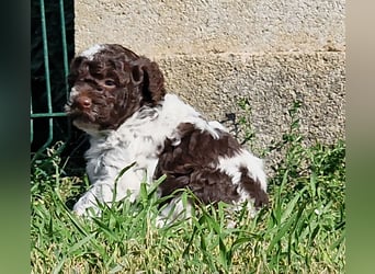 Cuccioli di Lagotto Romagnolo con pedigree export