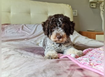 Lagotto con pedigre export