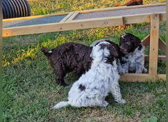 Cuccioli di Lagotto Romagnolo con pedigree export