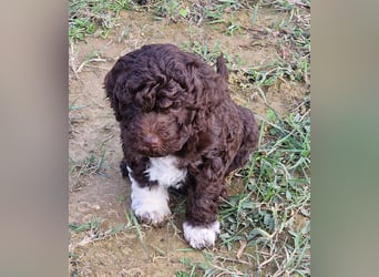 Lagotto con pedigre export rosa
