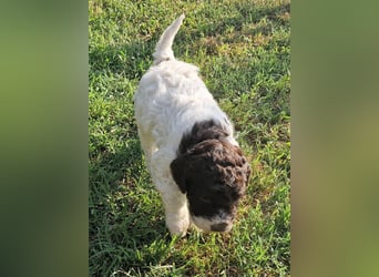 Cuccioli di Lagotto Romagnolo con pedigree export