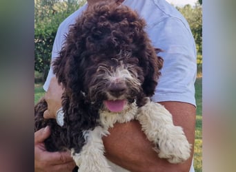 Cucciolo di Lagotto Romagnolo