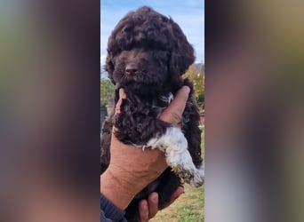 Lagotto con pedigre export rosa