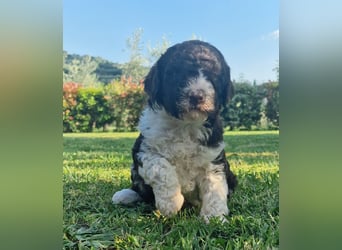 Cucciolo di Lagotto Romagnolo