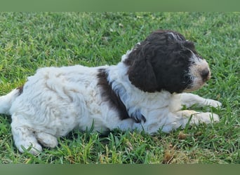 Cuccioli di Lagotto Romagnolo con pedigree export