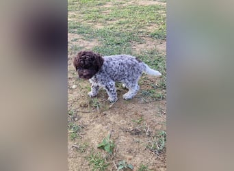 Lagotto con pedigre export rosa