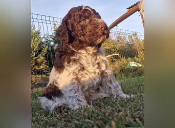 Cuccioli di Lagotto Romagnolo con pedigree export