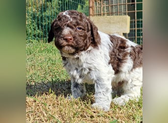 Cuccioli di Lagotto Romagnolo con pedigree export