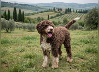 Cucciolo di Lagotto Romagnolo