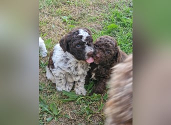 Cuccioli di Lagotto Romagnolo con pedigree export