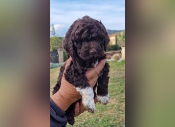 Lagotto con pedigre export rosa