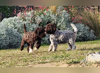 Lagotto con pedigre export rosa