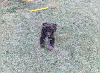 Lagotto con pedigre export