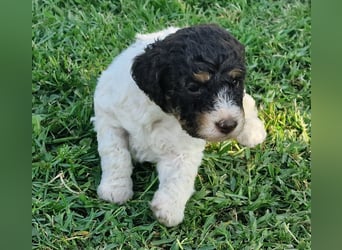 Cuccioli di Lagotto Romagnolo con pedigree export