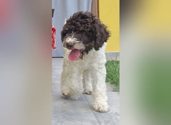 Cuccioli di Lagotto Romagnolo con pedigree export
