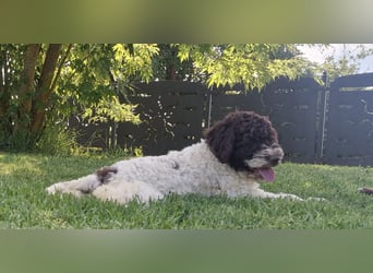 Cuccioli di Lagotto Romagnolo con pedigree export
