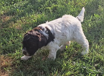 Cuccioli di Lagotto Romagnolo con pedigree export