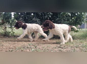 Cuccioli di Lagotto Romagnolo con pedigree export