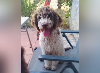 Lagotto Romagnolo Welpen