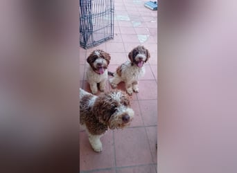 Lagotto Romagnolo Welpen