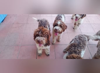 Lagotto Romagnolo Welpen
