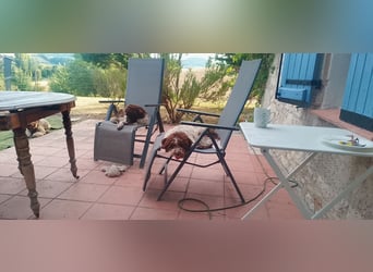 Lagotto Romagnolo Welpen