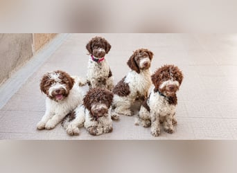 Lagotto Romagnolo Welpen