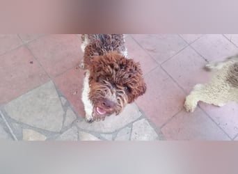 Lagotto Romagnolo Welpen