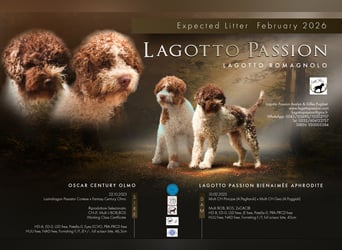 Lagotto Romagnolo Welpen