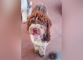 Lagotto Romagnolo Welpen