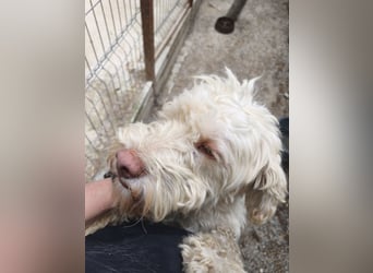 Squid (2) unser Lagotto Wirbelwind