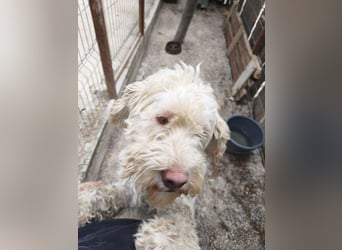 Squid (2) unser Lagotto Wirbelwind