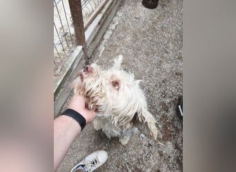 Squid (2) unser Lagotto Wirbelwind