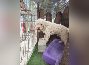 Squid (2) unser Lagotto Wirbelwind