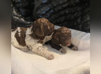 Lagotto Romagnolo Welpen