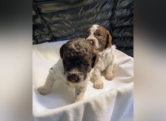 Lagotto Romagnolo Welpen
