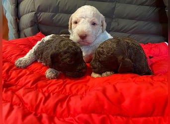 Lagotto Romagnolo Welpen