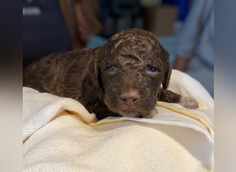 Lagotto Romagnolo Welpen