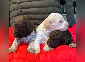 Lagotto Romagnolo Welpen
